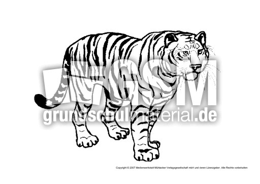 Tiger-1.pdf